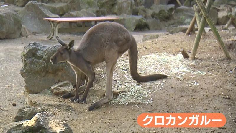 クロカンガルー