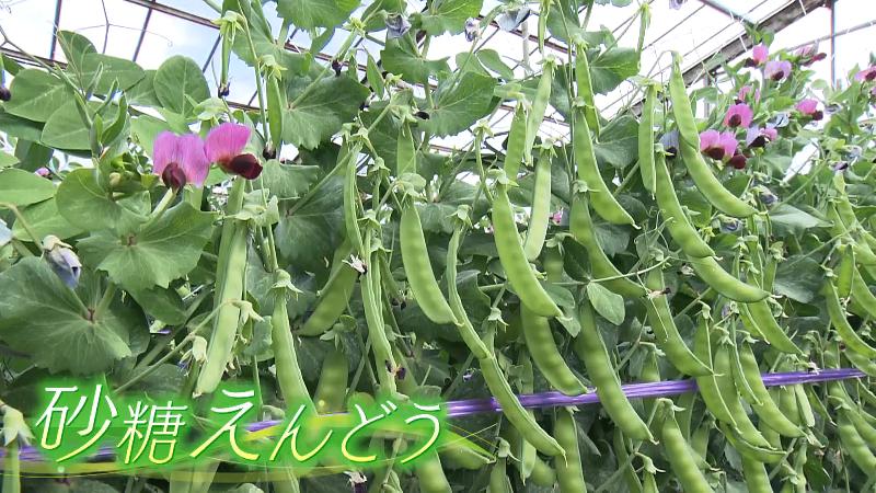 鈴なりになった砂糖えんどう