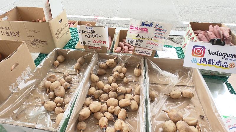 レンコン詰め放題1袋(税別250円)