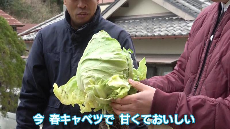 にむらリポーターが収穫したキャベツ