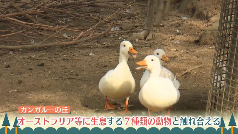 カンガルーの丘にいるコールダック