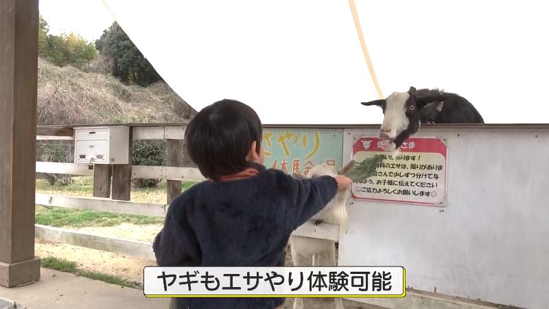 ヤギにエサを与える子供