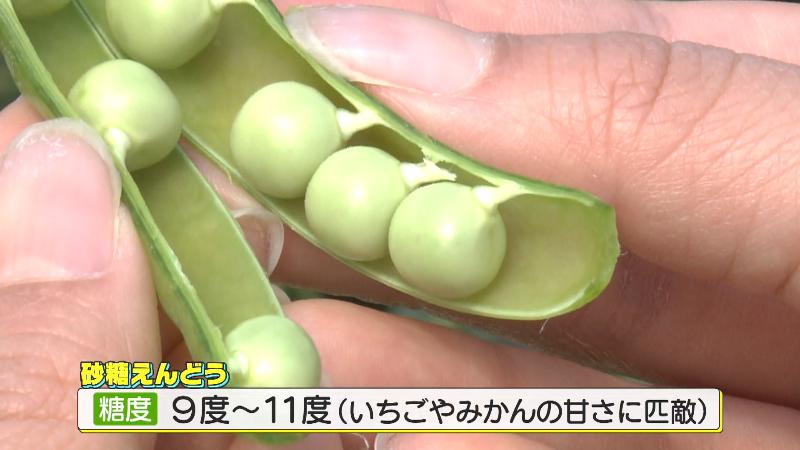 砂糖えんどうを開くと中にはまん丸の豆が
