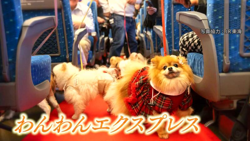 わんわんエクスプレス