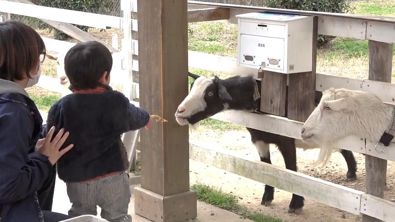 ヤギにエサを与える子供