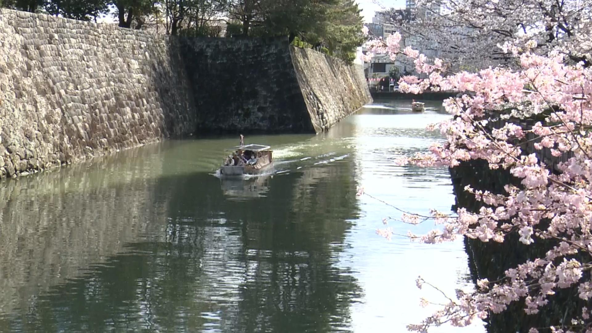 サクラの時期の葵舟