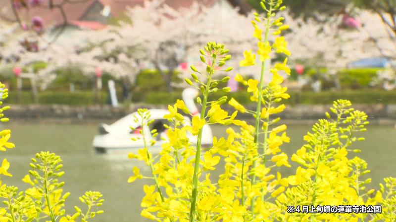 菜の花