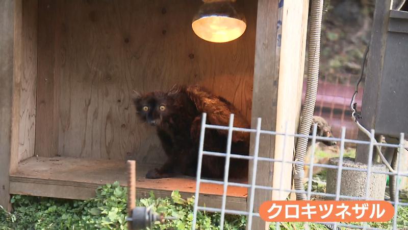 クロキツネザル