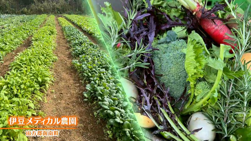 伊豆メディカル農園