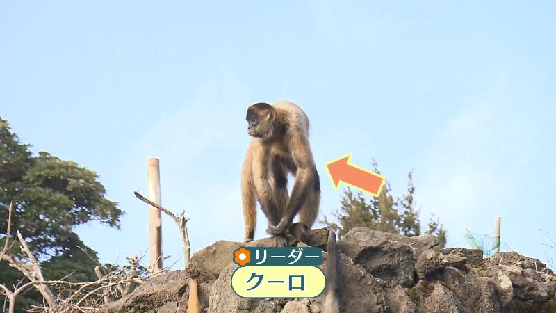 クモザルのリーダー