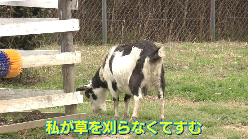 草を食べるヤギ