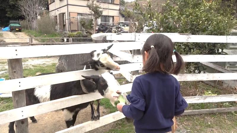 ヤギにエサを与える子供