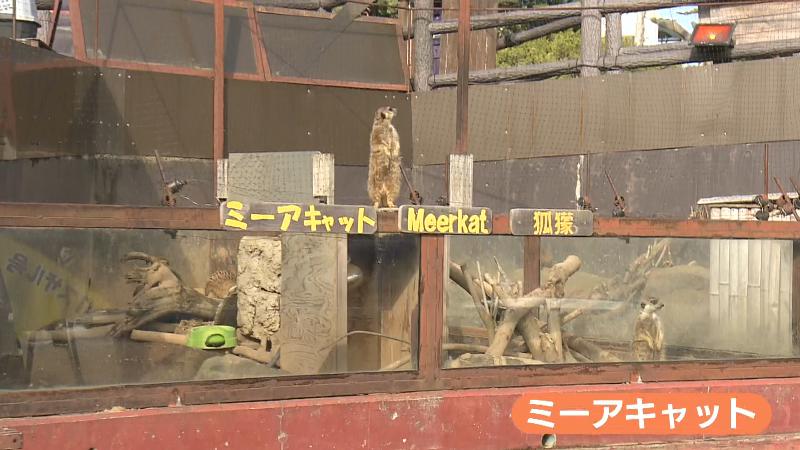 ミーアキャット