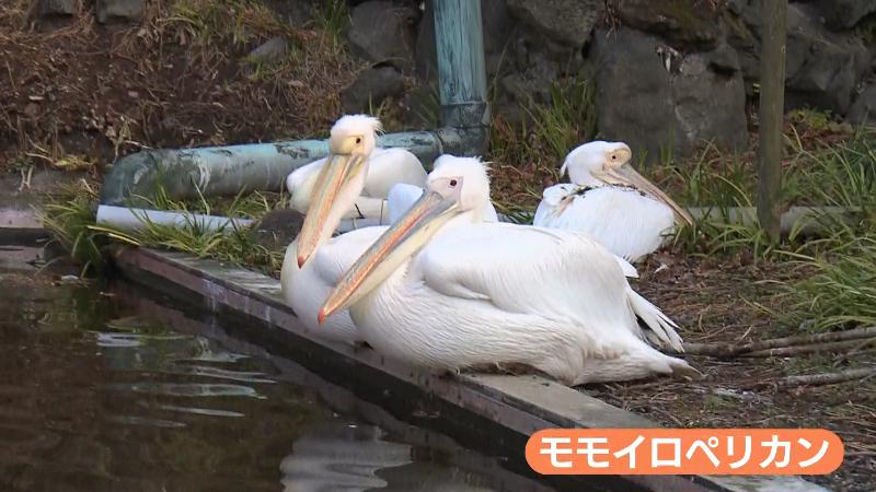 池で休むモモイロペリカン