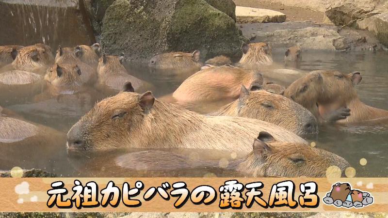 目を細めるカピバラたち