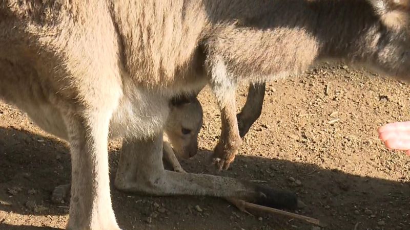 袋から顔を出す赤ちゃんカンガルー