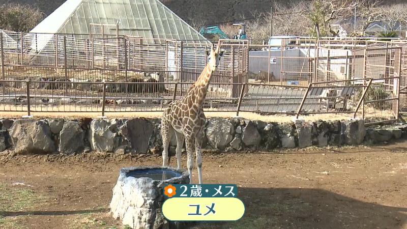 キリンの雌・ユメ