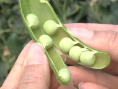 砂糖えんどうの実