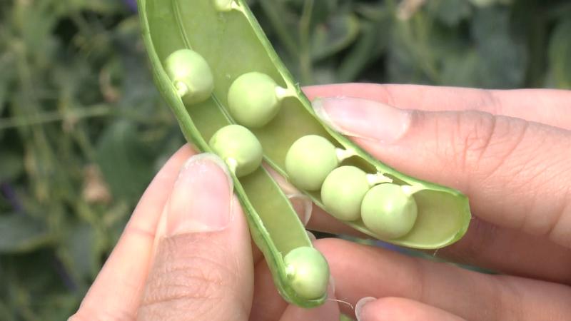 砂糖えんどうの実