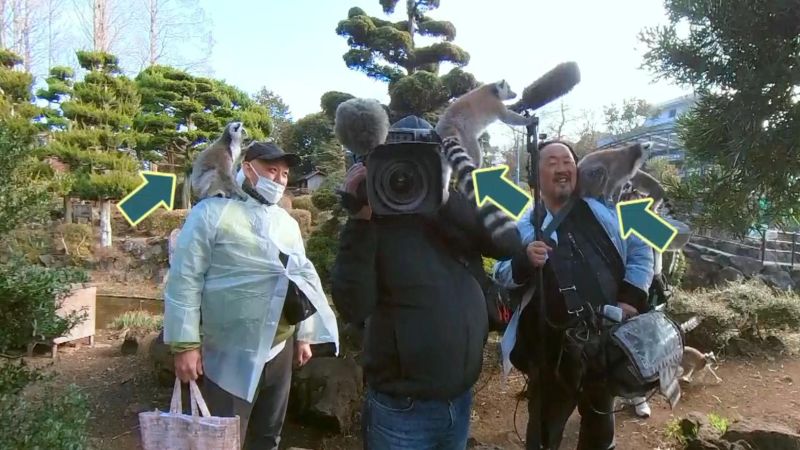 スタッフ全員の肩に乗るワオキツネザル