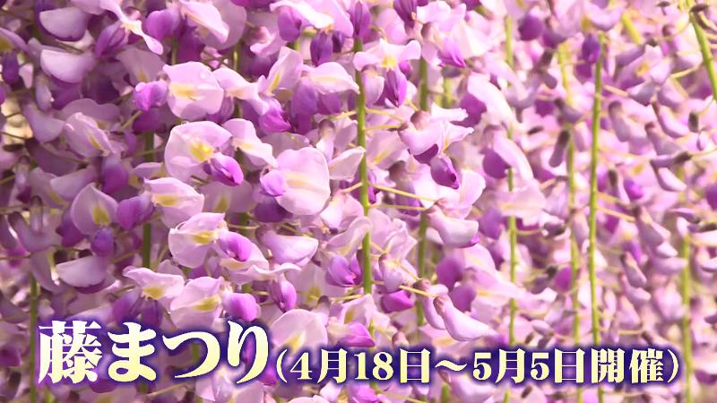フジの花