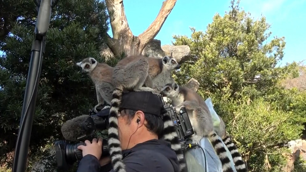 カメラマンの頭に乗るワオキツネザル