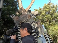 カメラマンの頭に乗るワオキツネザル