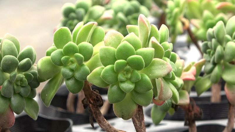 多肉植物は丸くて分厚いのが特徴