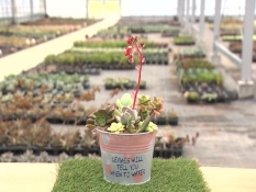 完成した寄せ植え
