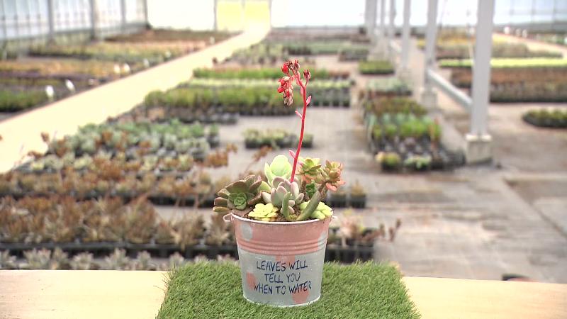 完成した寄せ植え