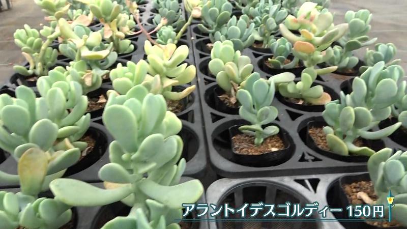 アラントイデスゴルディー(150円)