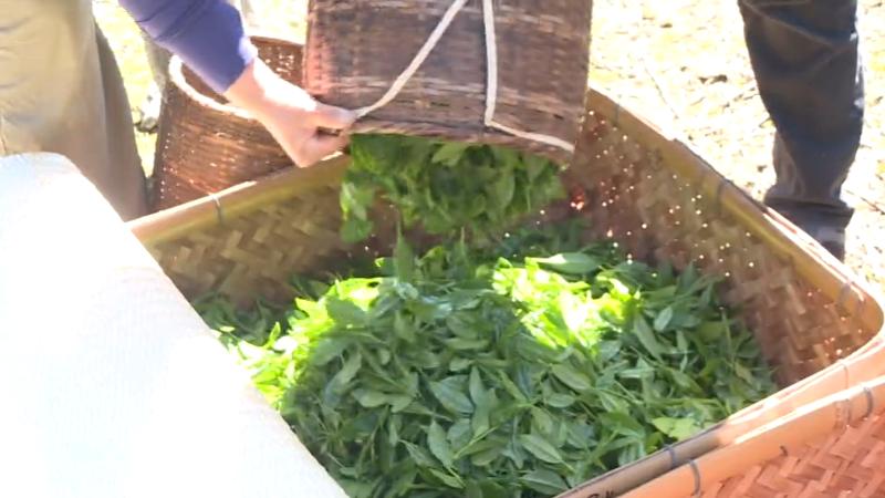 お茶の佃煮に使用しているお茶の葉