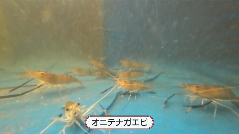 釣り堀ゾーンにいるオニテナガエビ