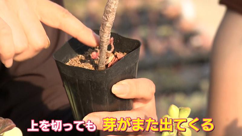 茎を切っても目が出てくる