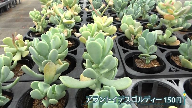 アラントイデスゴルディー(150円)