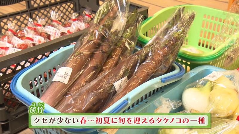 淡竹