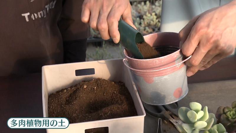 多肉植物用の土を鉢に入れる