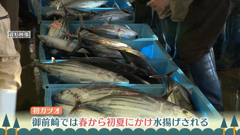 水揚げされたカツオ