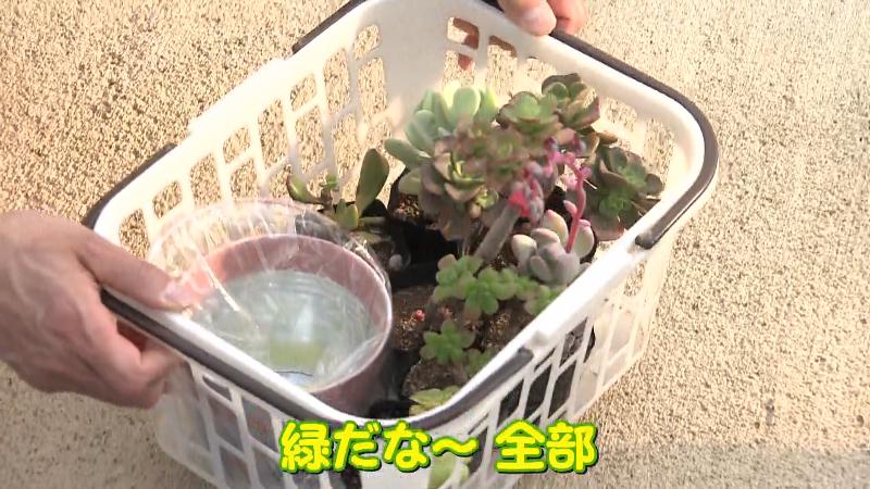 7種類をピックアップ
