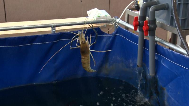 にむらリポーターが釣り上げたエビ