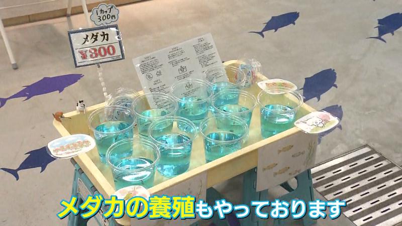 カップ入りで売られていたメダカ　300円