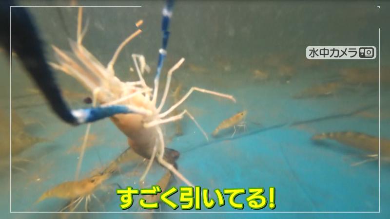釣り上げる途中のエビ 水中カメラの映像
