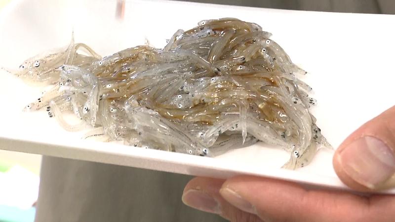 試食用の生シラス