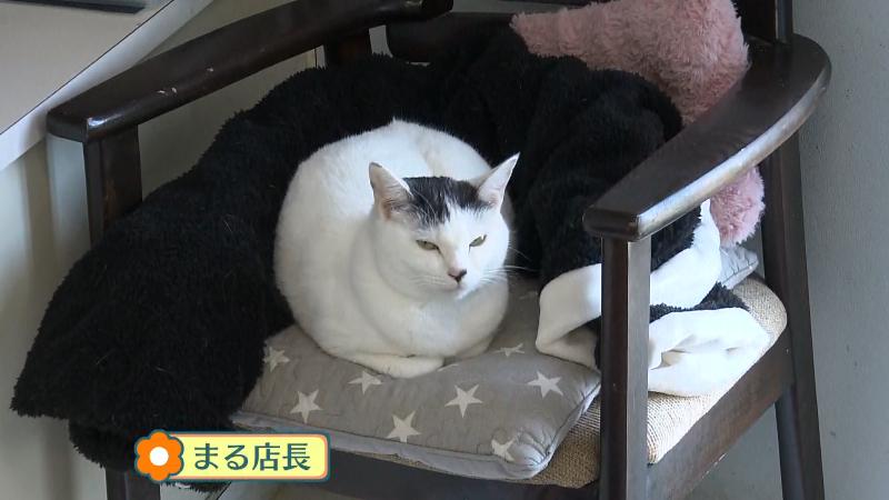 ネコのまる店長