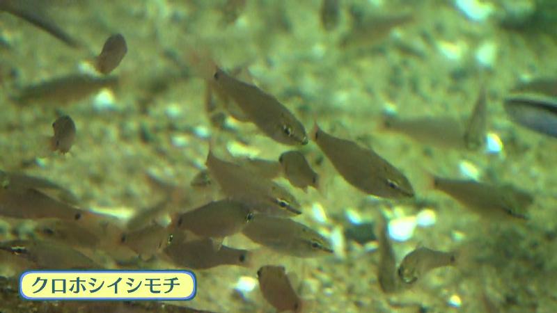 クロホシイシモチ