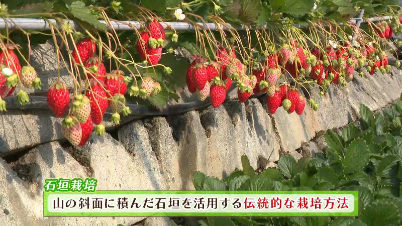 石垣イチゴの石垣