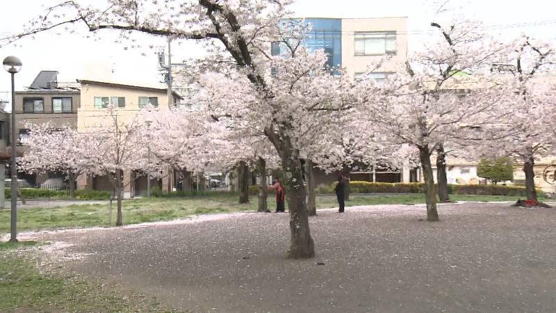 森下公園のサクラ