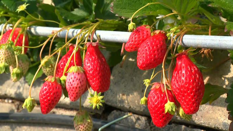 石垣で栽培されているイチゴ