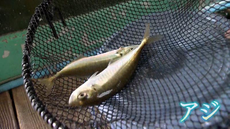 水槽から引き上げたアジ
