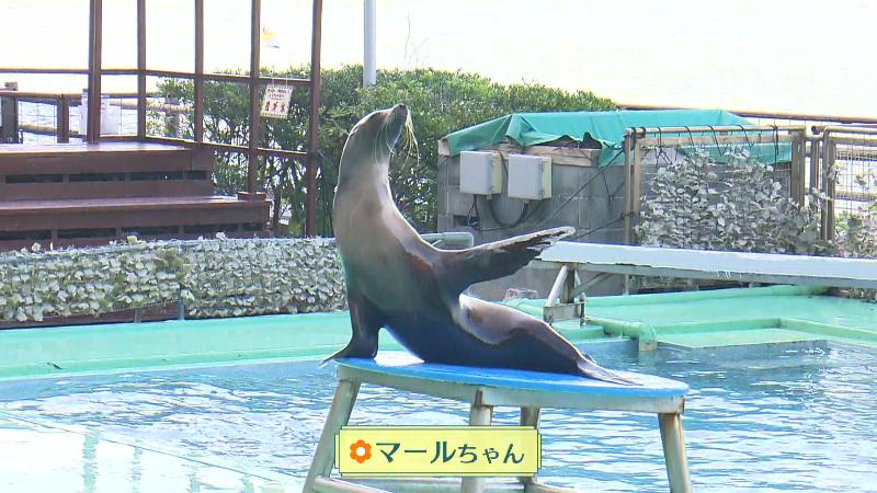 カリフォルニアアシカのマールちゃん